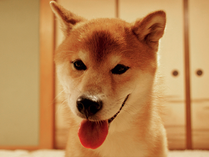「シータイガーアイランドイン小豆島」で愛犬と一緒に泊まれます