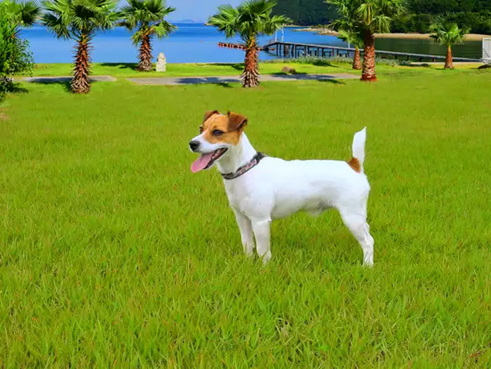 シータイガーアイランドイン小豆島で愛犬と一緒にグランピングを楽しもう！